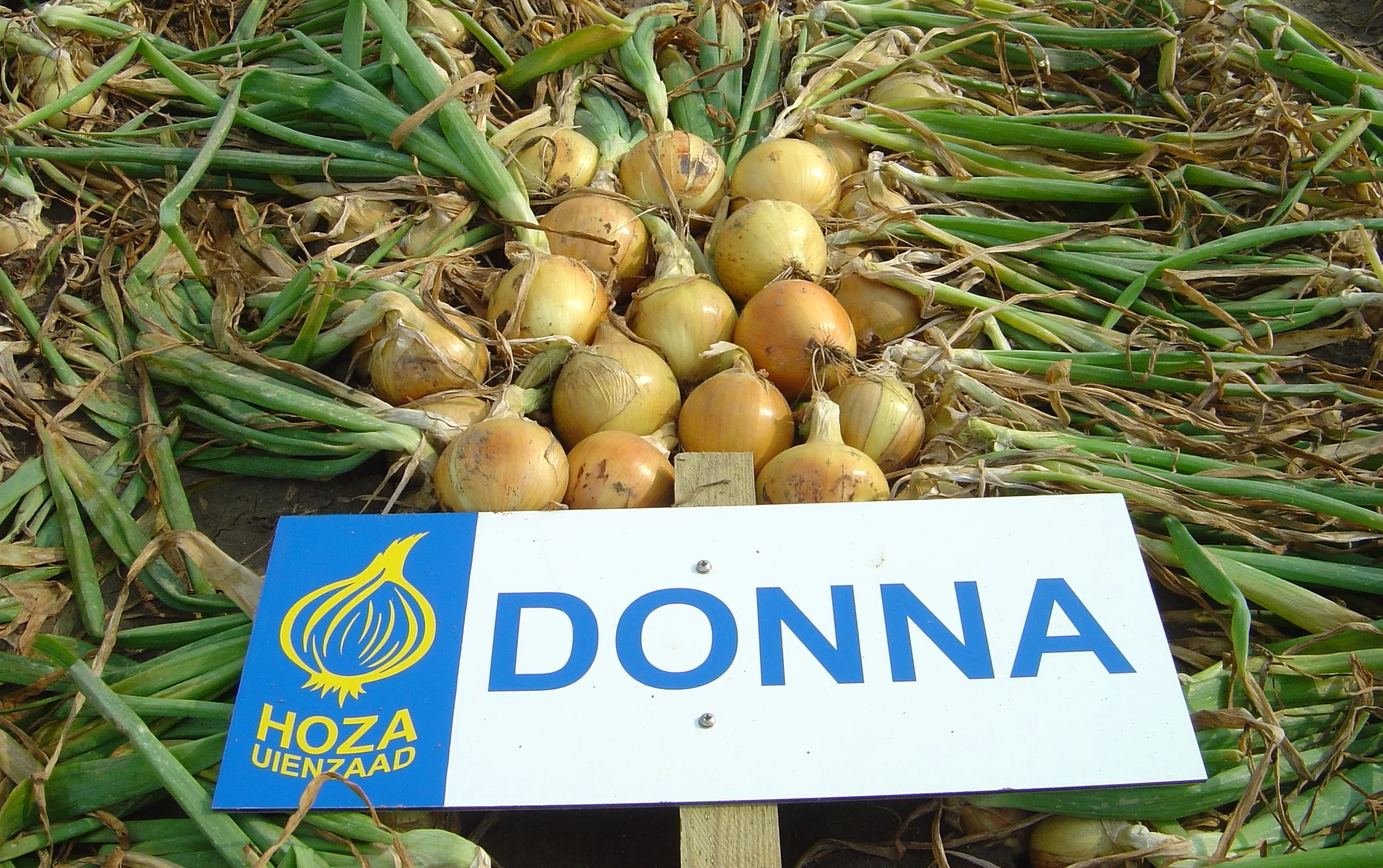 Donna-uienras-foto